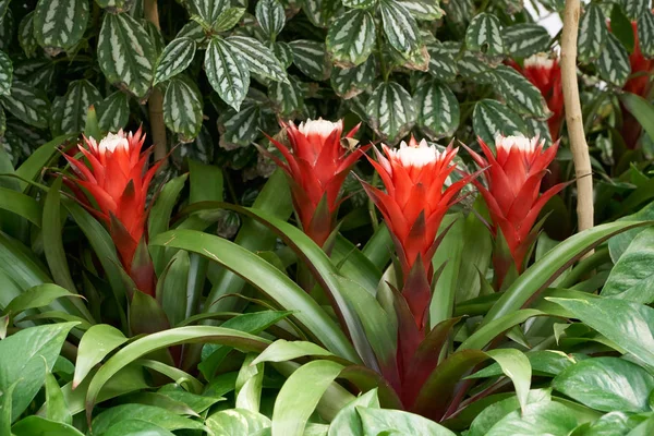 Guzmania Magnifica — Stock fotografie