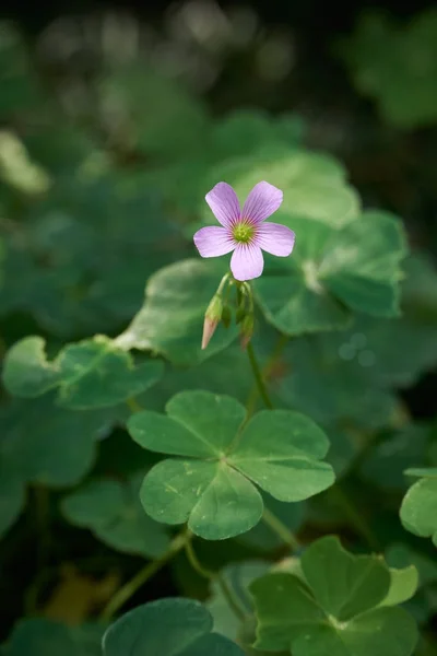 Oxalis corymbosa DC — Stok Foto