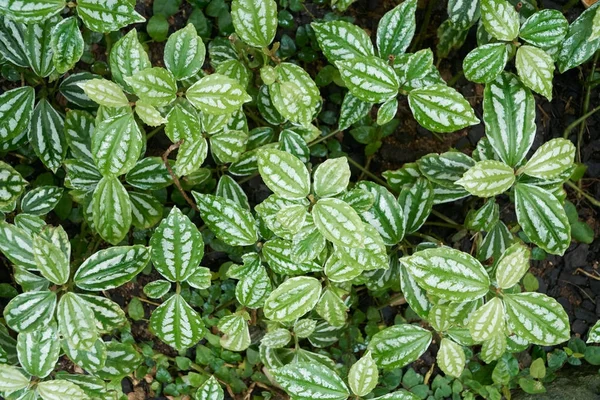 Planta de alumínio — Fotografia de Stock