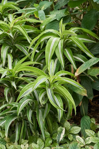 Dracaena dereminsis var wanekii — Stok fotoğraf