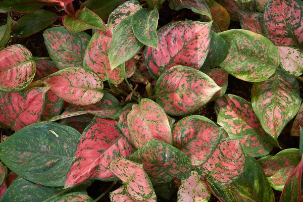 Aglaonema siam aurora