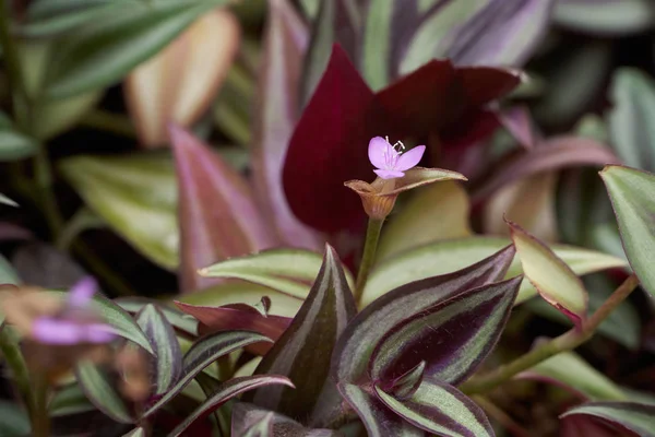 Floarea lui Zebrina Pendula — Fotografie, imagine de stoc