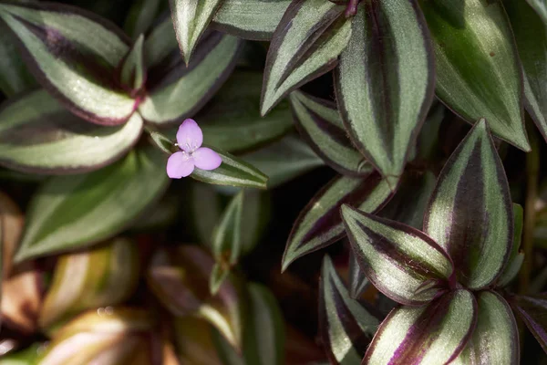 Квітка Zebrina бородавчата — стокове фото