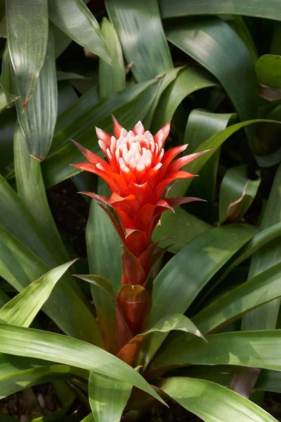 Guzmania Magnifica — Stock fotografie