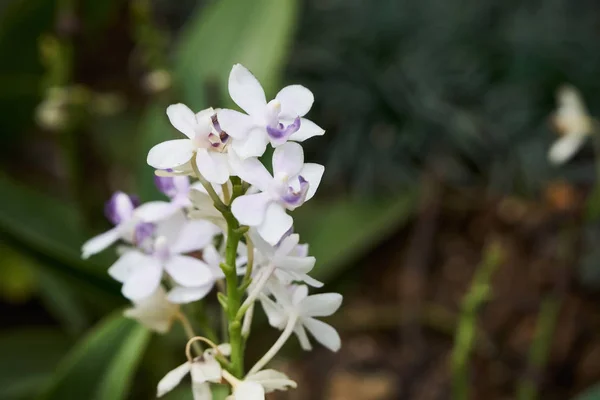 Doritaenopsis — 图库照片