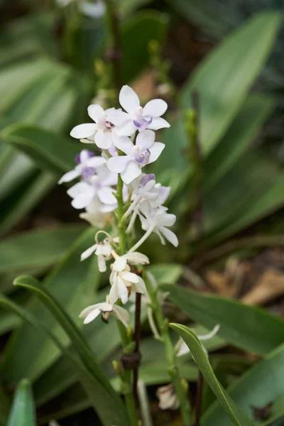 Doritaenopsis tzu chiang sapphire — Stok Foto