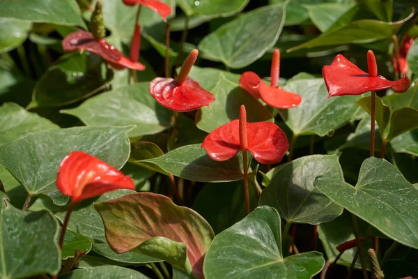 Anthurium andraeanum Linden — Stock fotografie