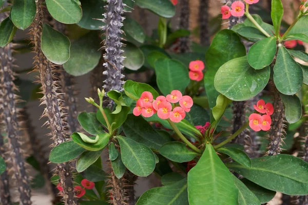 Euphorbia milii