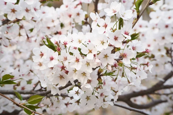 Closeup of cherry blossoms — Stock Photo, Image