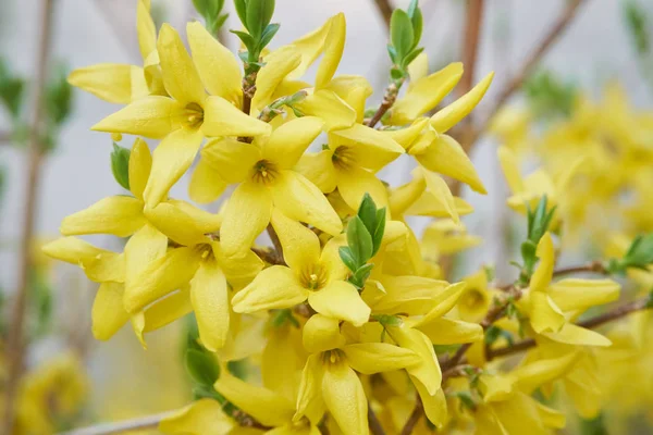 Flower of Forsythia — Stock Photo, Image