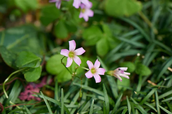 Oxalis corymbosa Dc — Stock fotografie