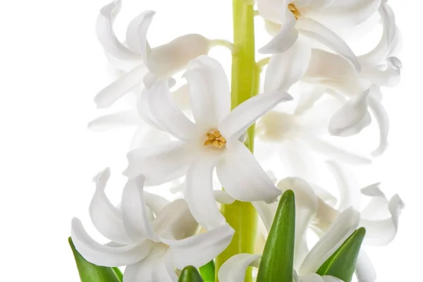 Hyacinth flowers, isolated on white — Stock Photo, Image