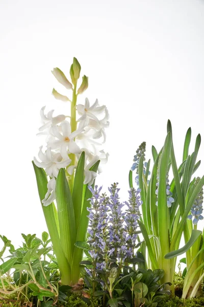 Flower pot isolated on white — Stock Photo, Image