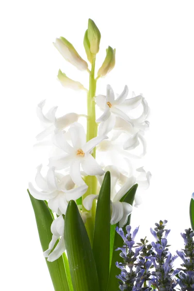 Hyacinth flowers, isolated on white — Stock Photo, Image