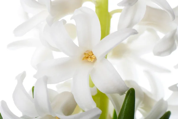 Flores de jacinto, aisladas en blanco — Foto de Stock