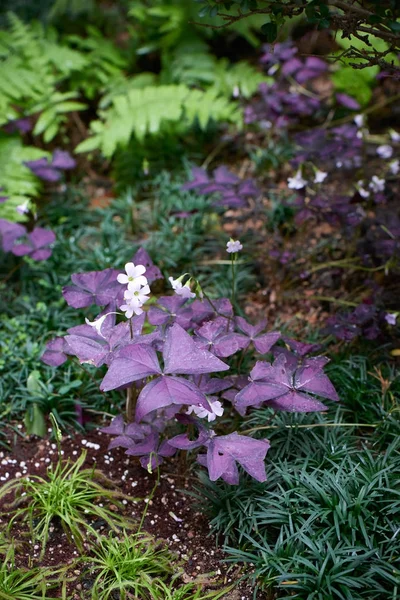 Piros levél oxalis — Stock Fotó