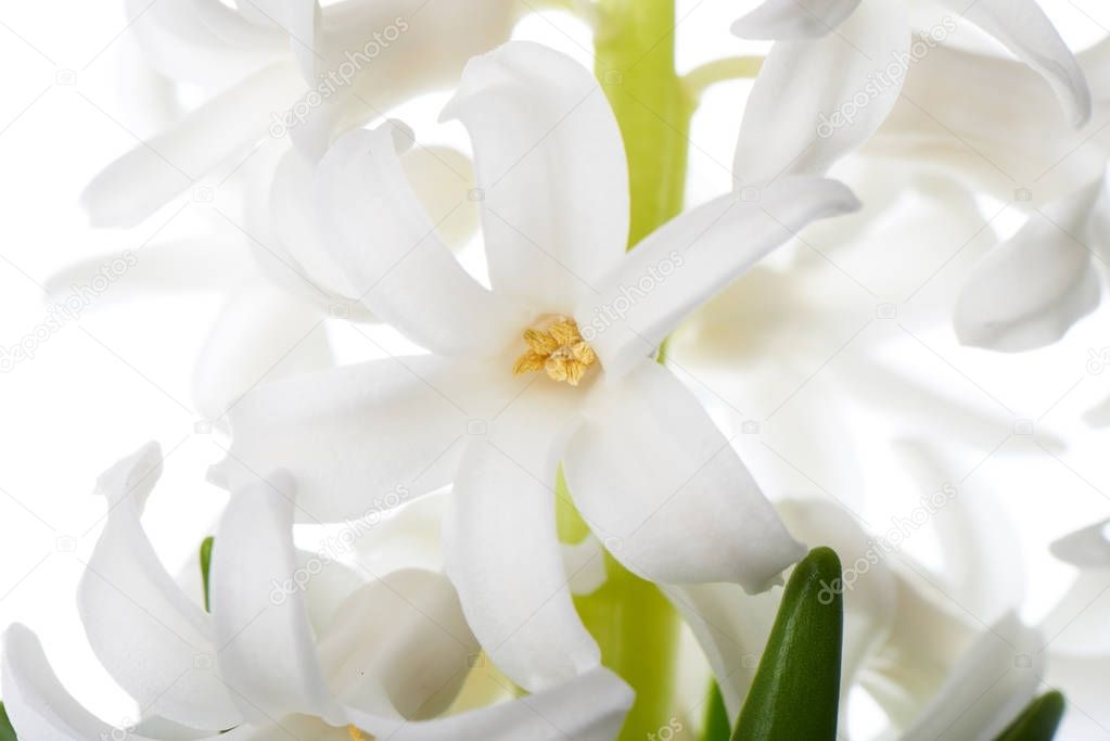 hyacinth flowers, isolated on white