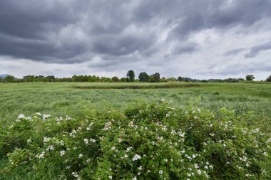 Çayır Jeju içinde sallayarak manzara