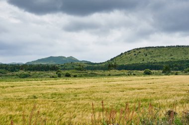 Rüzgar jeneratörleri ile sarı alan