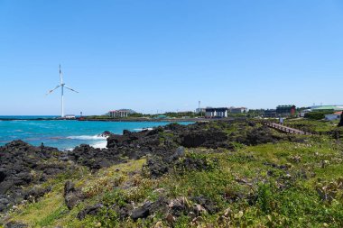 Kaktüs habitat Wollyeong-RI