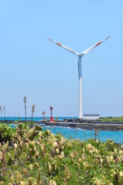 Kaktüs habitat Wollyeong-RI