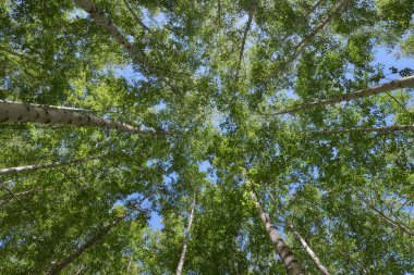 Inje huş ağacı orman