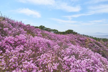 Goryeosan açelya Festivali