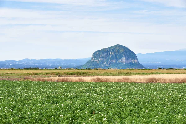 Patates alanıyla Mt. Sanbangsan ve Mt. Hallasan