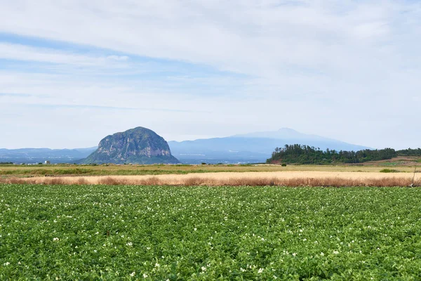 Potato field with Mt. Sanbangsan and Mt. Hallasan — Stock Photo, Image