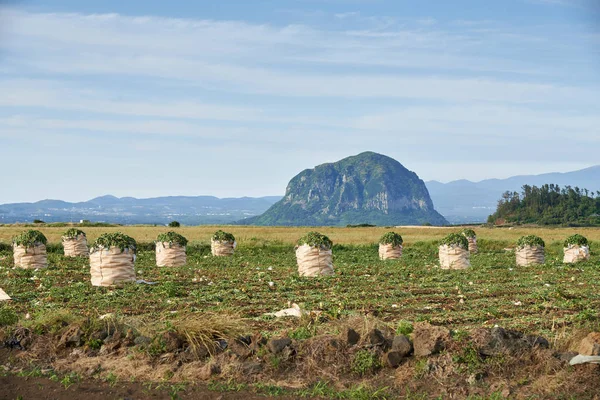 Mt. Sanbangsan ve Mt. Hallasan Daikon alanıyla