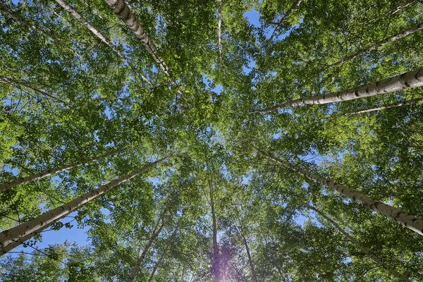 Inje bosque de abedul — Foto de Stock