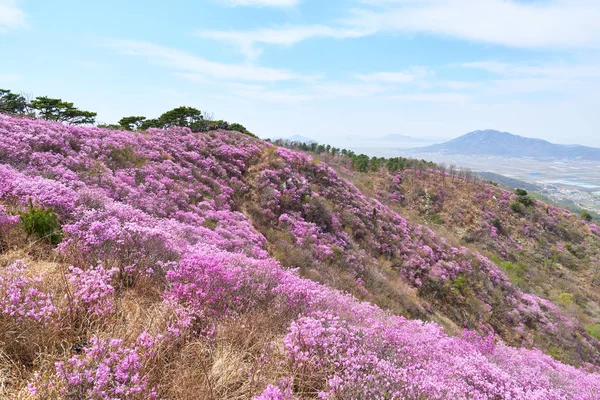 Goryeosan azalea fesztivál — Stock Fotó