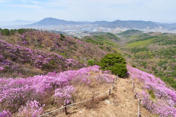 Goryeosan azalea festival — Stockfoto