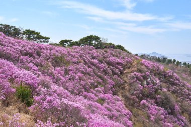 Goryeosan açelya Festivali