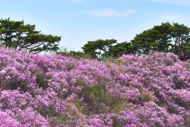 Goryeosan açelya Festivali