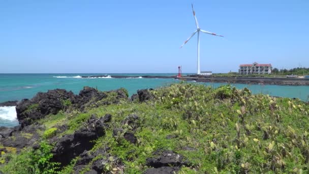 Cactus habitat in Wollyeong-ri — Stockvideo