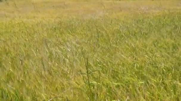 大麦田与成熟大麦在风中荡漾. — 图库视频影像