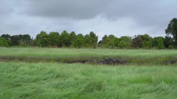Пейзаж машущего луга в Чеджу — стоковое видео