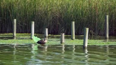 bir göl tarafında yaban ördeği