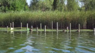 bir göl tarafında yaban ördeği