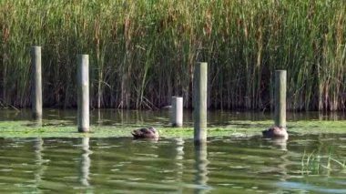 bir göl tarafında yaban ördeği