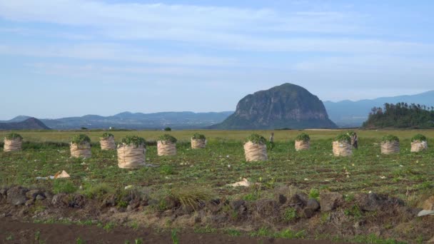 Paisaje de campo de granja daikon con Mt. Sanbangsan — Vídeos de Stock