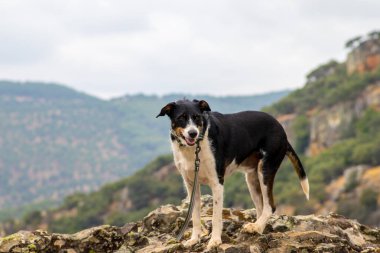 Güzel manzaralı kamera için modellik yapan sevimli köpekler.