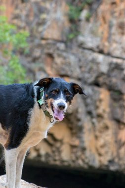 Güzel manzaralı kamera için modellik yapan sevimli köpekler.