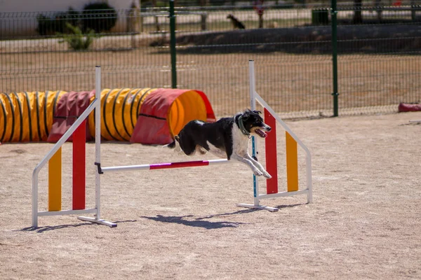 Bonito cão saltando e correndo praticando agilidade esporte — Fotografia de Stock