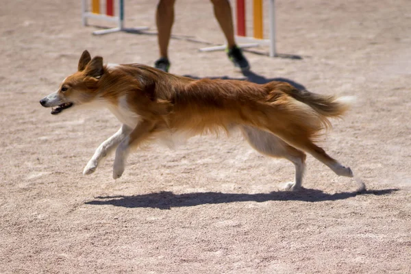 美しい犬ジャンプや敏捷性スポーツの練習を実行 — ストック写真