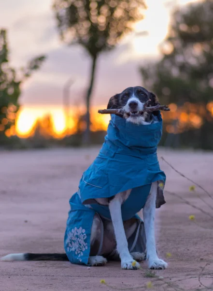 Bonito cães modelagem para a câmera com bela paisagem — Fotografia de Stock