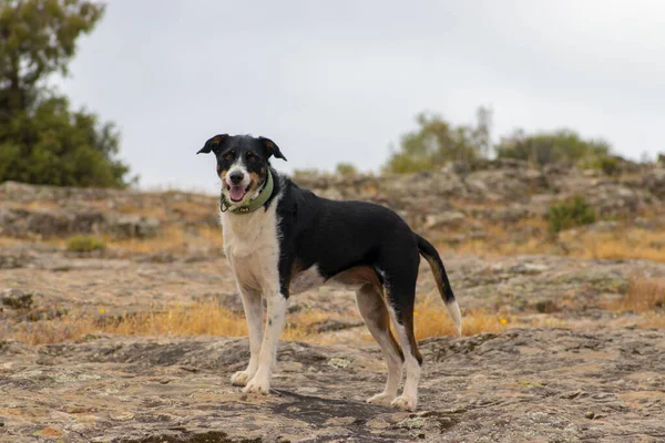 Lindos perros modelando para la cámara con hermoso paisaje —  Fotos de Stock