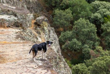 Güzel manzaralı kamera için modellik yapan sevimli köpekler.