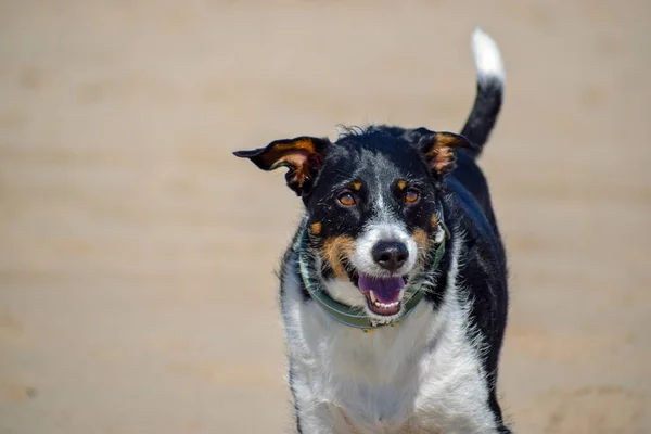 Hermosos perros libres felices jugando en la playa soleada —  Fotos de Stock